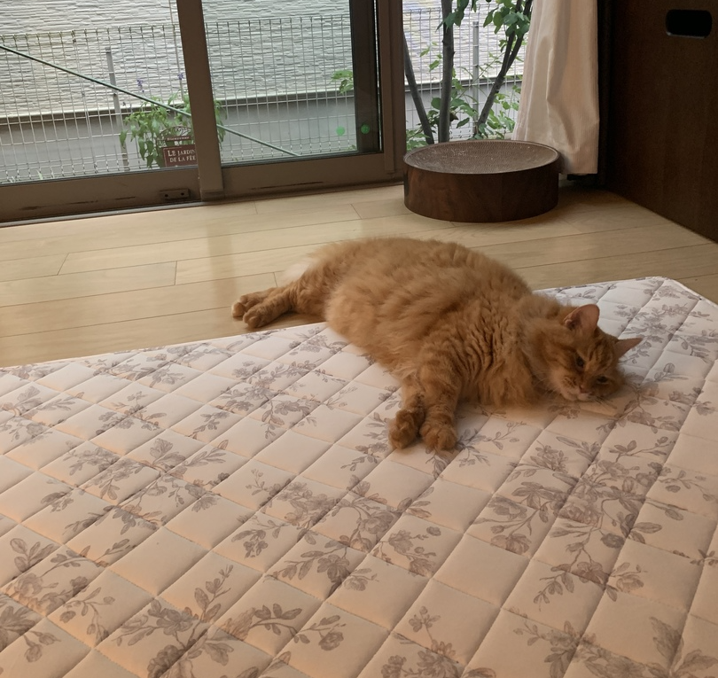 3656700_810x.png?v=1699496685