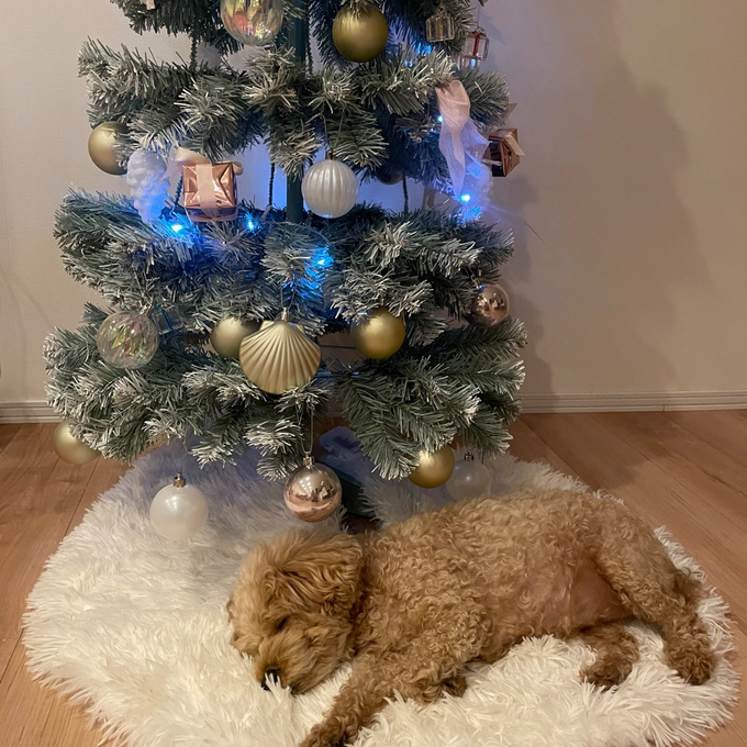 コーディネートに悩むことなく、クリスマスツリーが完成するスターターセット