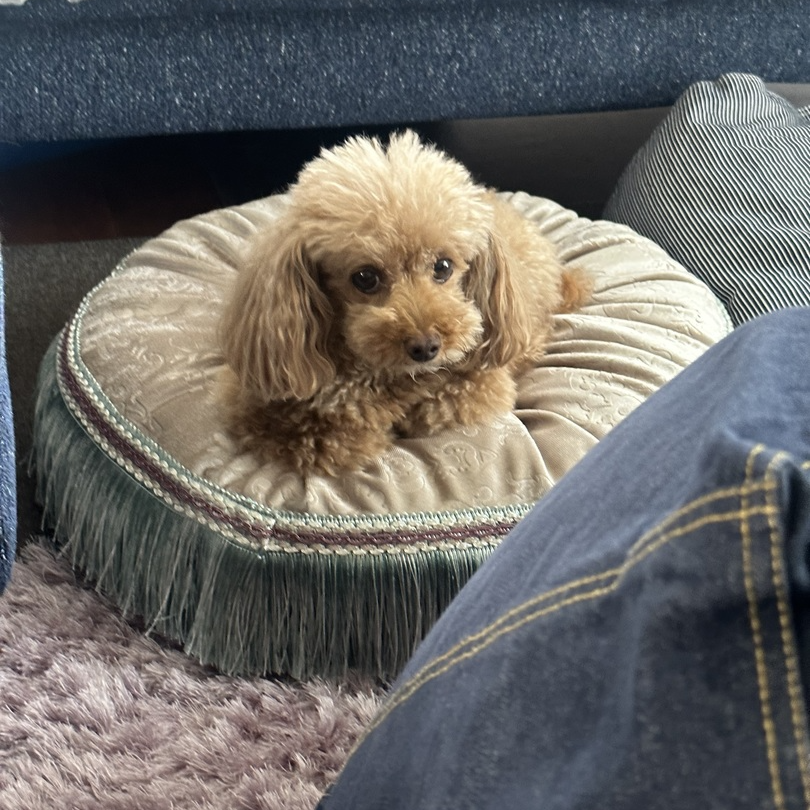 ANNA SUIの世界観を表現したフリンジ付きのフロアクッション ANNA SUIの世界観を表現したフリンジ付きのフロアクッション