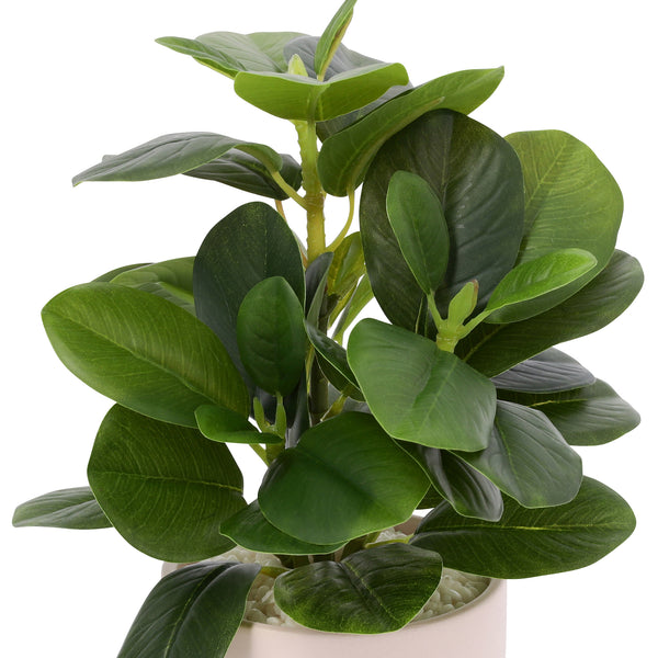 ポット付きアートグリーン ぺペロミア S