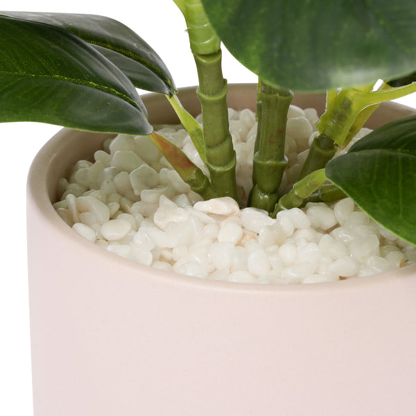 ポット付きアートグリーン ぺペロミア S