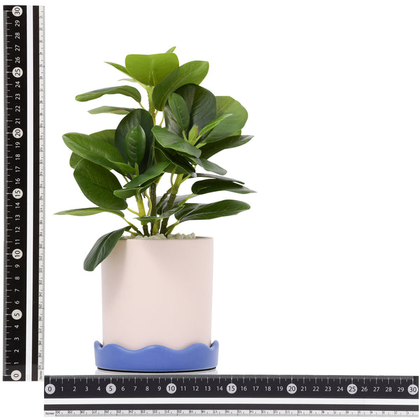 ポット付きアートグリーン ぺペロミア S