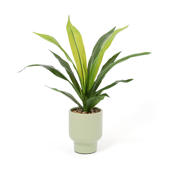 ドラセナ　緑 ドラセナ（緑）おまかせ品種｜花の仕入れを簡単に。花材の卸通販｜ハナイチ