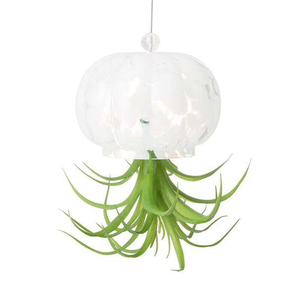 アートグリーン ジェリーフィッシュ ホワイト
