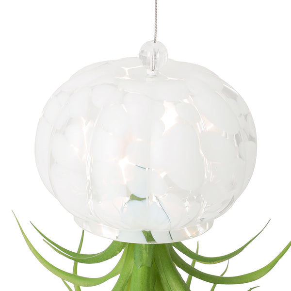 アートグリーン ジェリーフィッシュ ホワイト