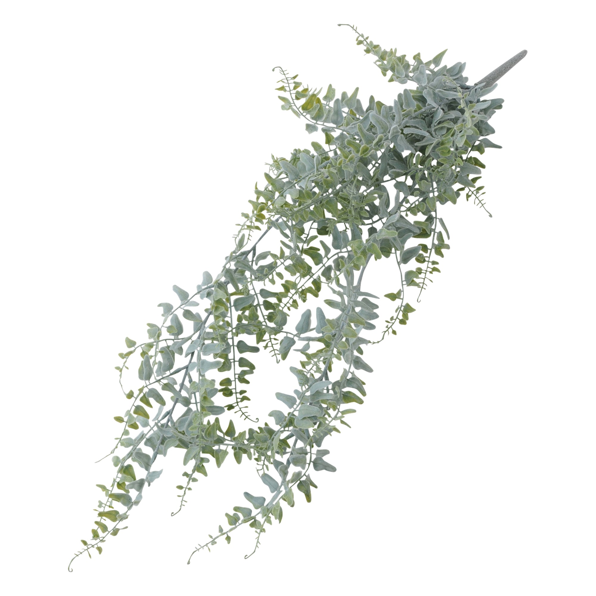 ●クライミングプランツ シダ